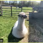 Our Experience Getting Video Bombed by a Llama